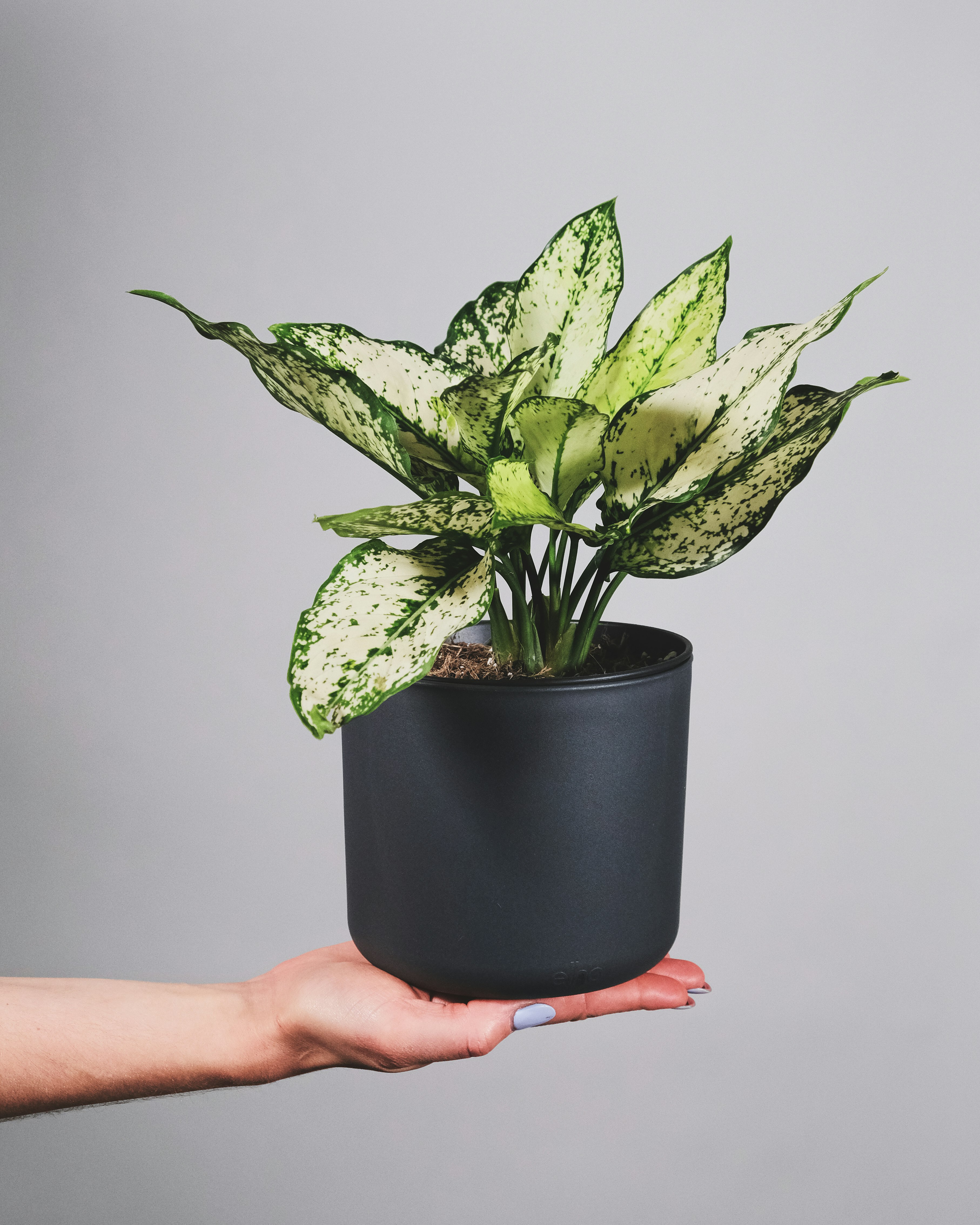 person holding green plant on black pot